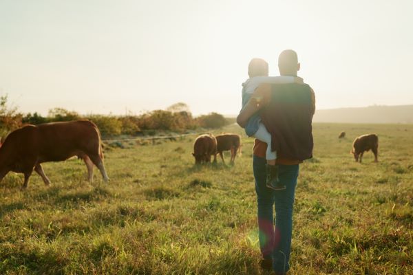 Family, farm and cattle with a girl and father walking on a field or grass meadow in the agricultural industry.
