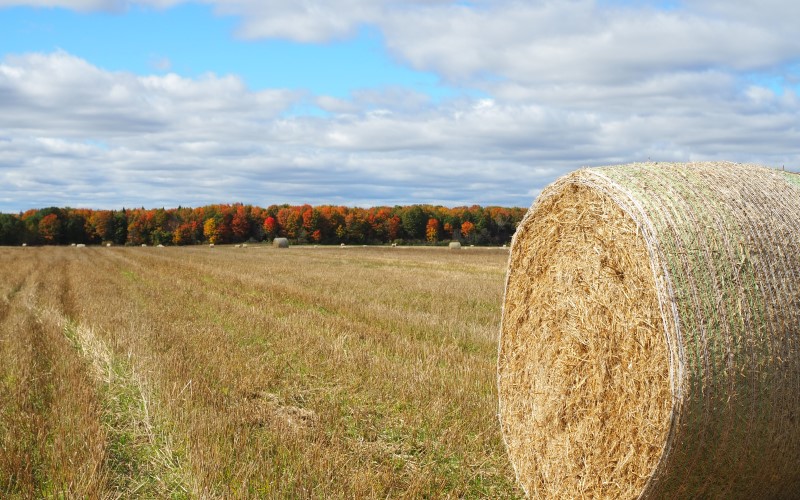 agriculture field of mowed dry hay in fall with close up of round bale of hale, trees in background have multi colored leaves