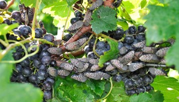 Spotted Lantern Fly adults feeding on a grapevine of purple grapes prior to harvest.