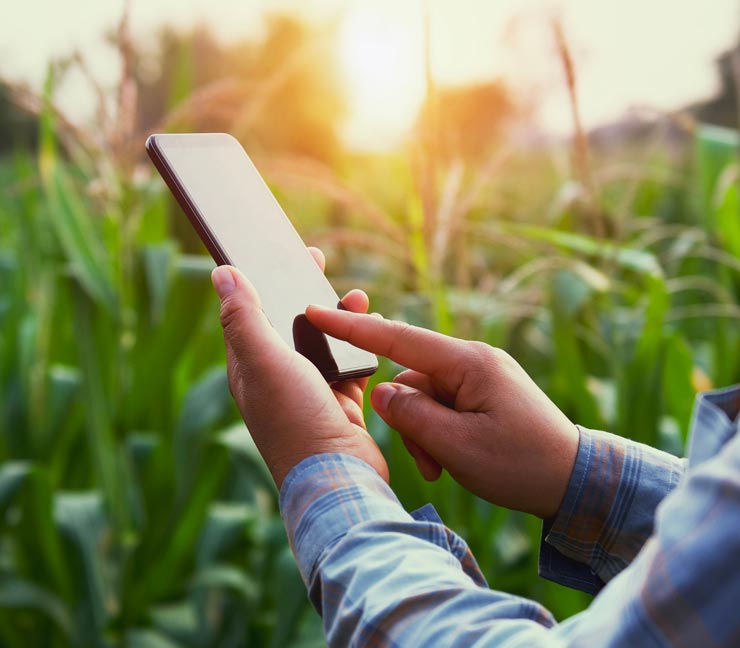 Farmer hands use smartphone 