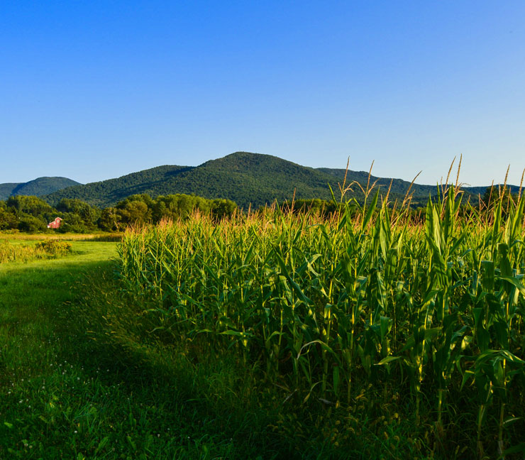 Corn field surrounded by green grass with mountains in the background and blue skies