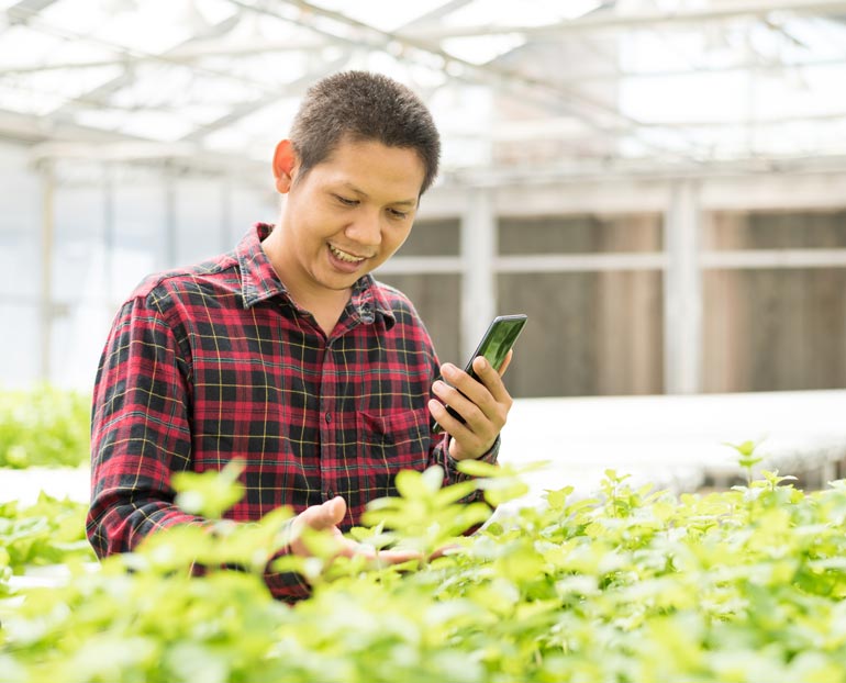 Greenhouse grower checks his plants while holding his phone 