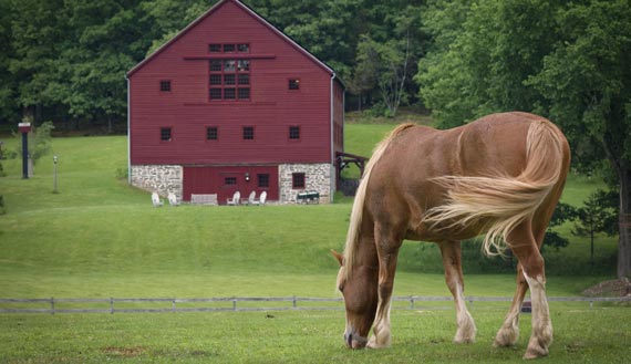 Horse grazing in front of red barn 