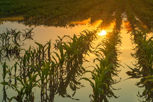 Flooded corn field  at dust with sunset reflected in flood waters