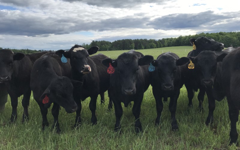 A row of eight to ten black beef cows standing in a grass field