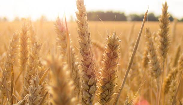 Close up image of grain crop growing in a field ready for harvest