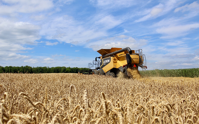Large yellow Combine machine harvesting field of wheat