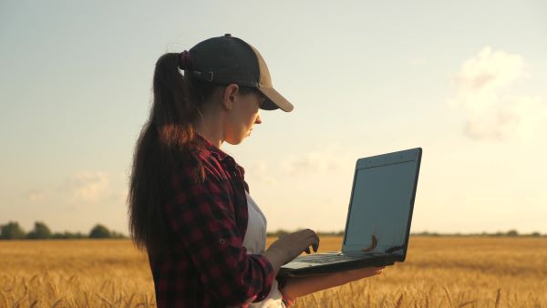 Woman standing in agriculture crop field holding and working on an open laptop