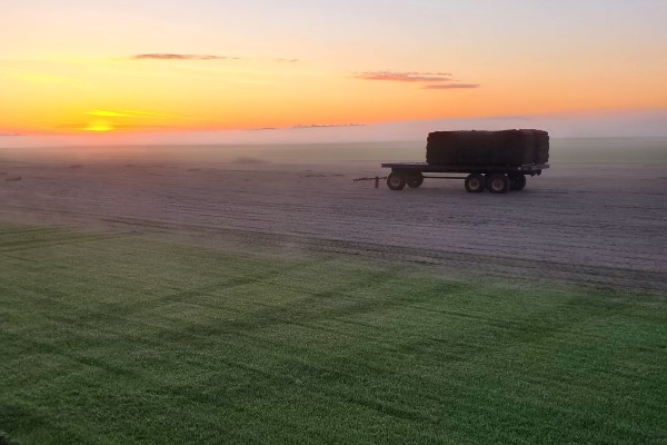 Flatbed wagon in a sod farm field at sunset