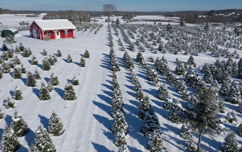Christmas Tree farm in winter with a red barn