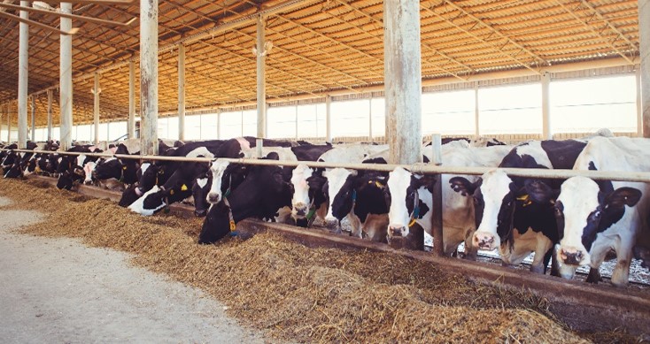 Dairy cows in barn with feed