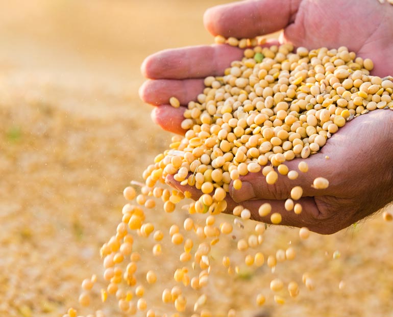 Hands holding soybeans  