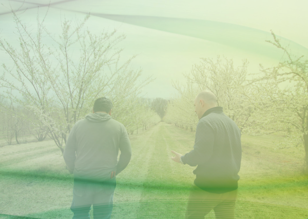 Two men walking through orchard