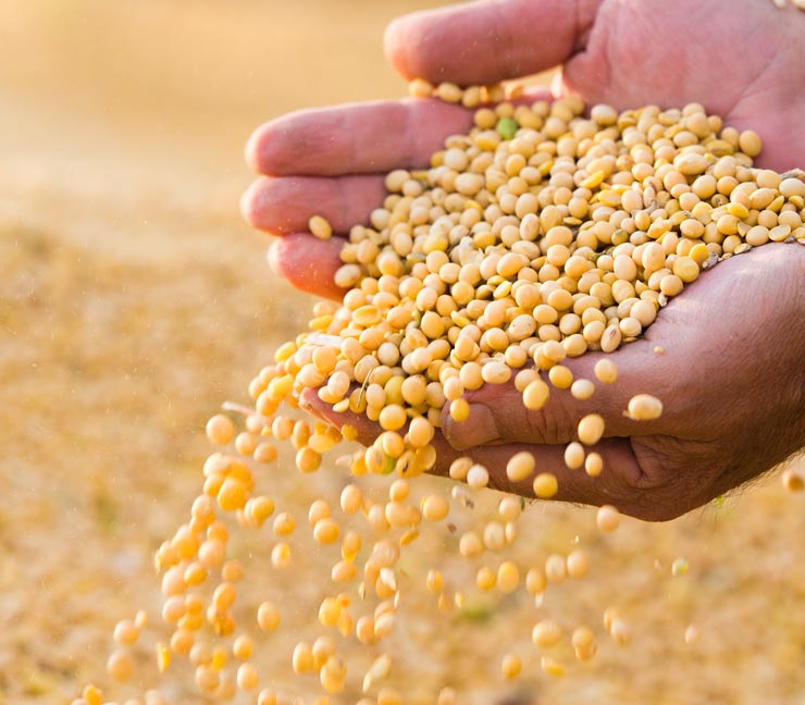 Farmer hands holding soy beans 