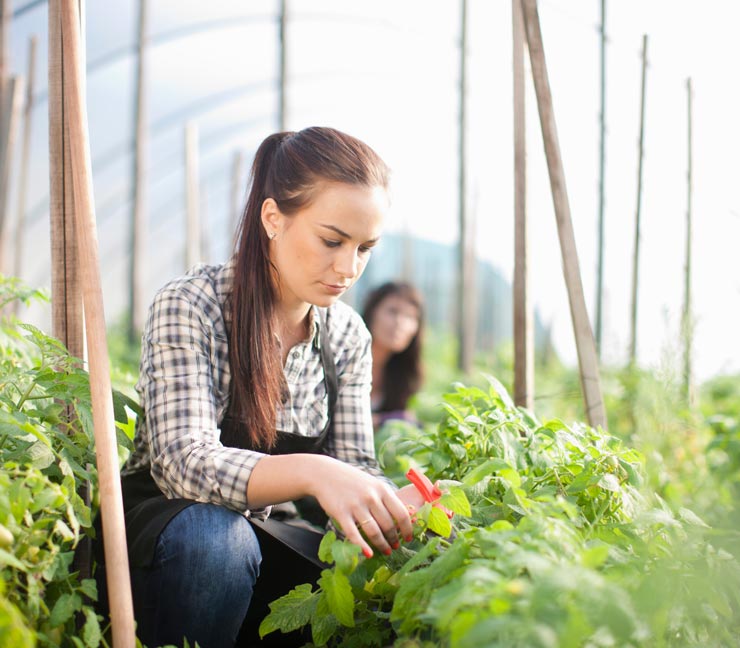 A young grower pruning greenhouse plants 