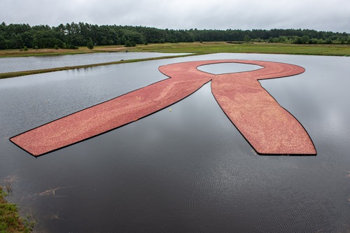 A nature-made National Breast Cancer Foundation, Inc.(R) ribbon made up of approximately 15.5 million pink cranberries on lake 