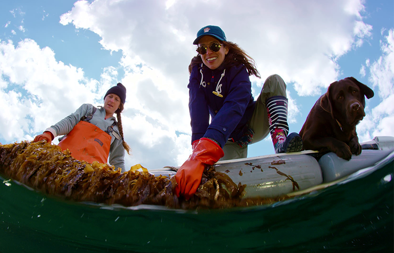 Two women on a boat with a black dog, pulling kelp up from the water.