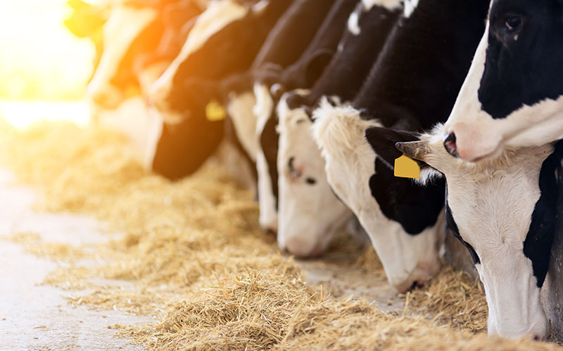 close up of multiple black and white dairy cows in a row eating chopped feed 