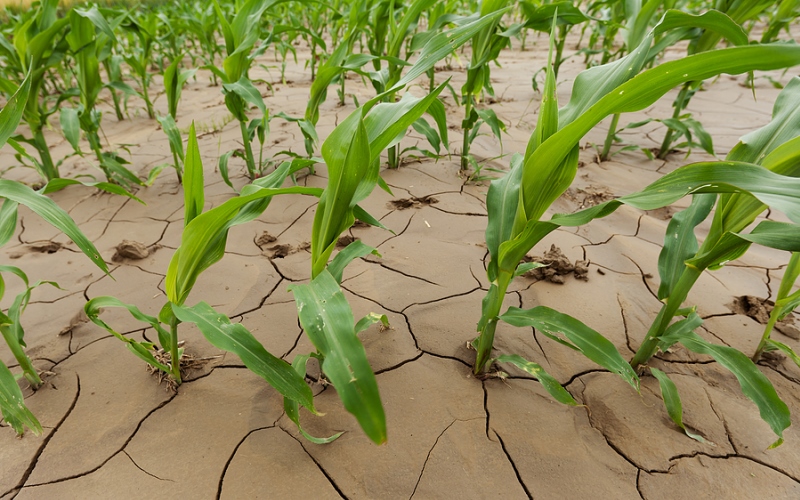 close up of green stalks of young corn plants in a field with cracked wet soil
