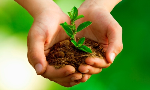 Pair of hands holding small amount of brown soil with small green leaf plant growing