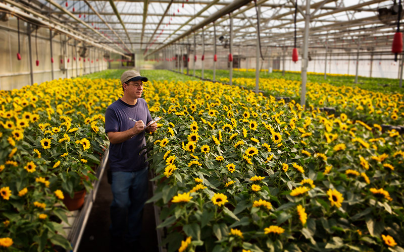 Greenhouse worker standing between tables of young yellow sunflowers in bloom taking notes