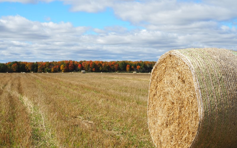 agriculture