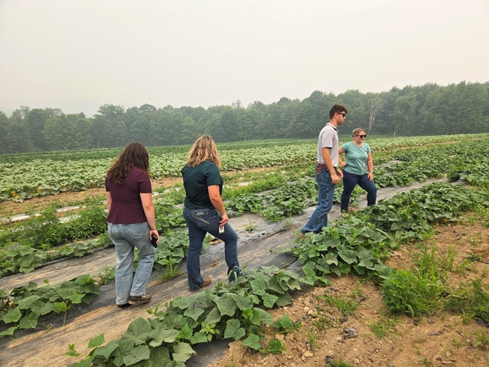 Three 2026 Farm Credit East interns walking down the row of a crop field with plants growing.