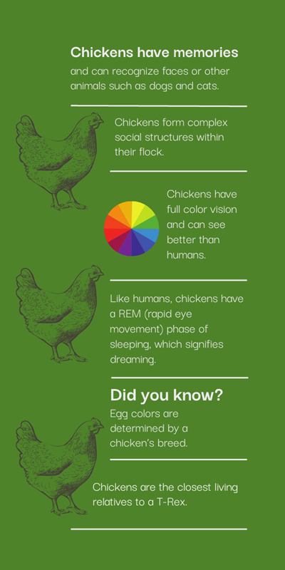 Infographic with six facts about chickens