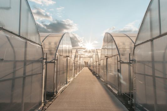 Rows of greenhouses with the sun rising 