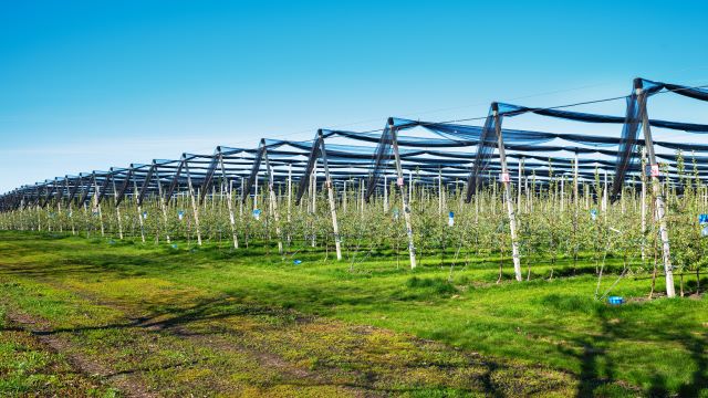 Rows of apple trees in an orchard covered by anti hail netting
