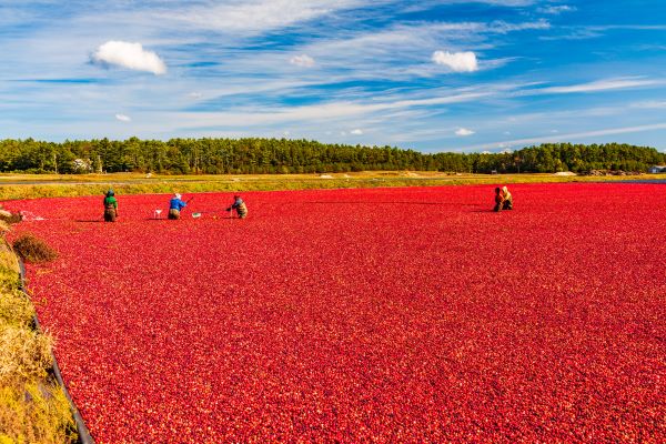 Cranberry bog during harvest