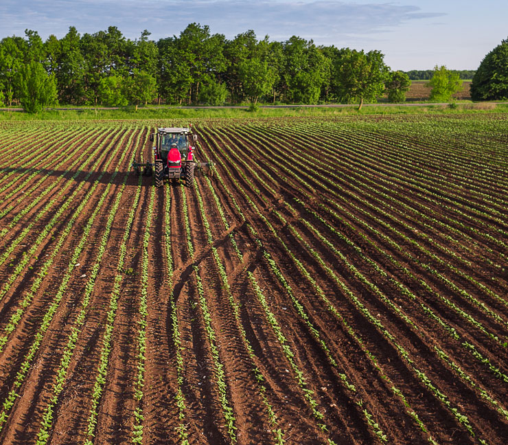 Tractor in field with row crop sprouting