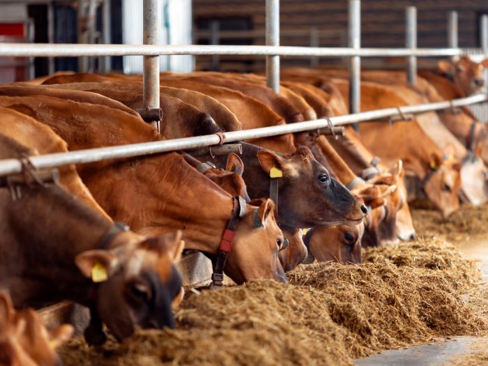 Jersey cows with smart collar in modern farm