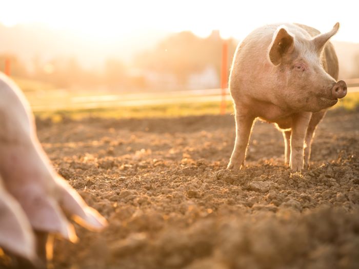 Pigs eating in a field on an organic farm 