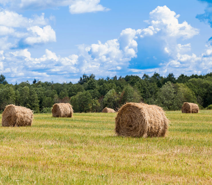 Rolled hay bales in northeastern pasture