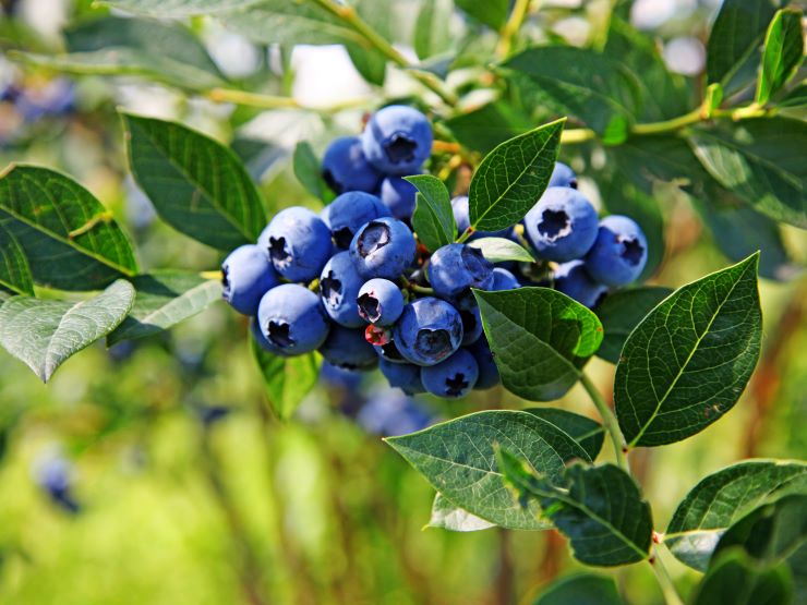 Ripe blueberries on blueberry bush