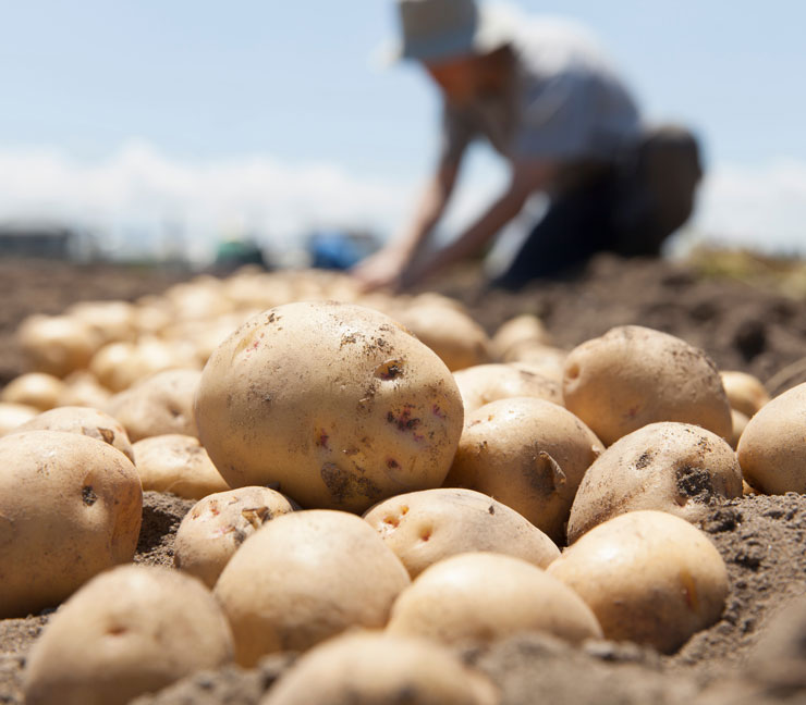 Close up of freshly harvested potatoes with farmer in background