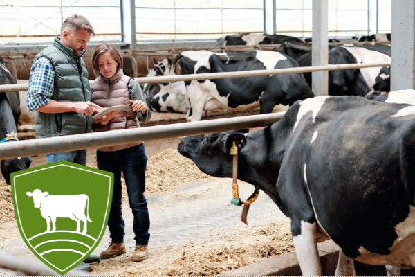 Father and son in cow barn looking at a tablet