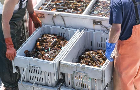 Lobsterrmen loading up freshly caught Maine lobster 