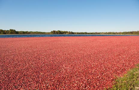 Cranberries floating in bog during autumn harvest in Massachusetts 