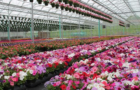  Greenhouse full of colorful petunia flowers 