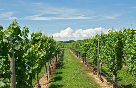  New York vineyard rows of grape vines 