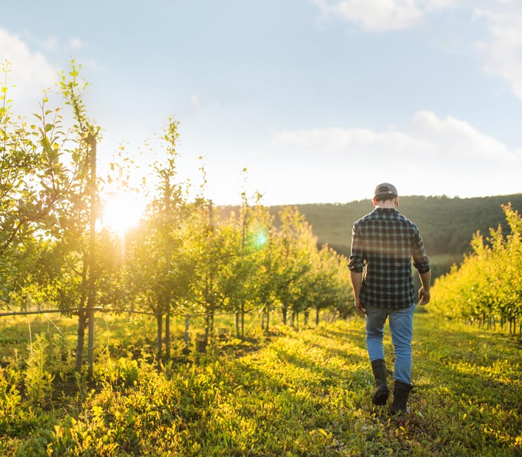Farmer walks in orchard at sunset  