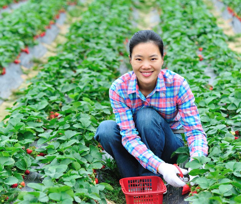 Female farmer smiling in strawberry field while pruning plants