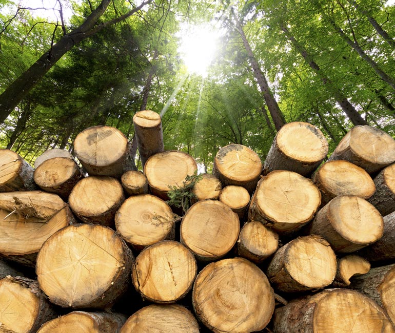 Stack of logs with sun shining down through the trees