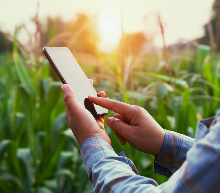 Farmer hands using smartphone