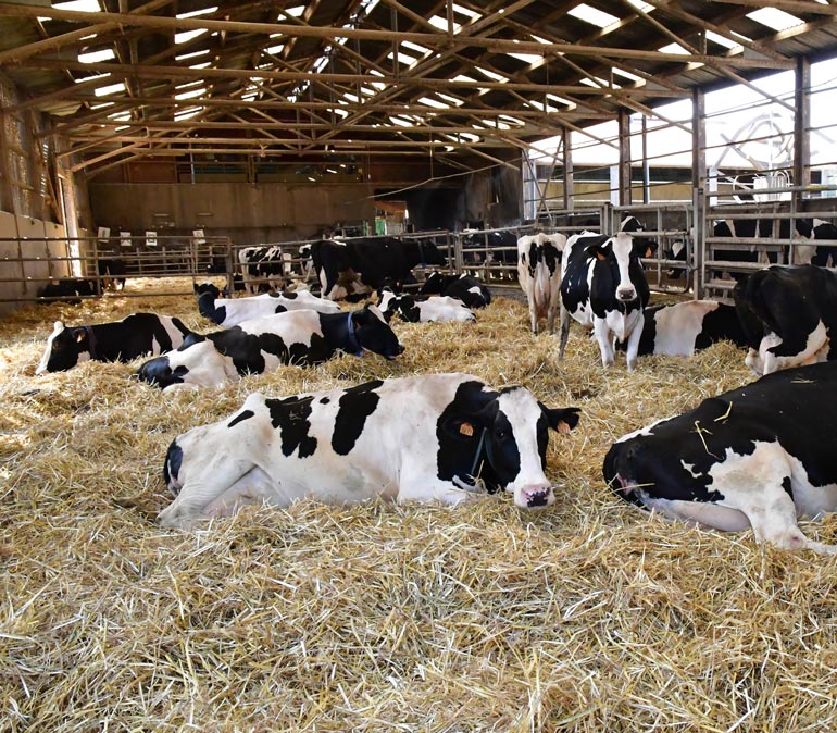 Herd of dairy cows laying on hay