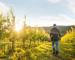 Farmer walks in orchard at sunset. 