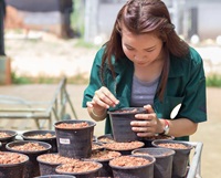 High school student plants seeds in planter containers 