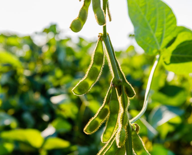Close-up of soybeans in sunlight